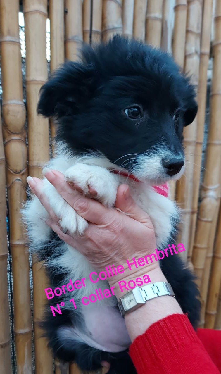 Una persona sostiene un cachorro blanco y negro en sus manos.