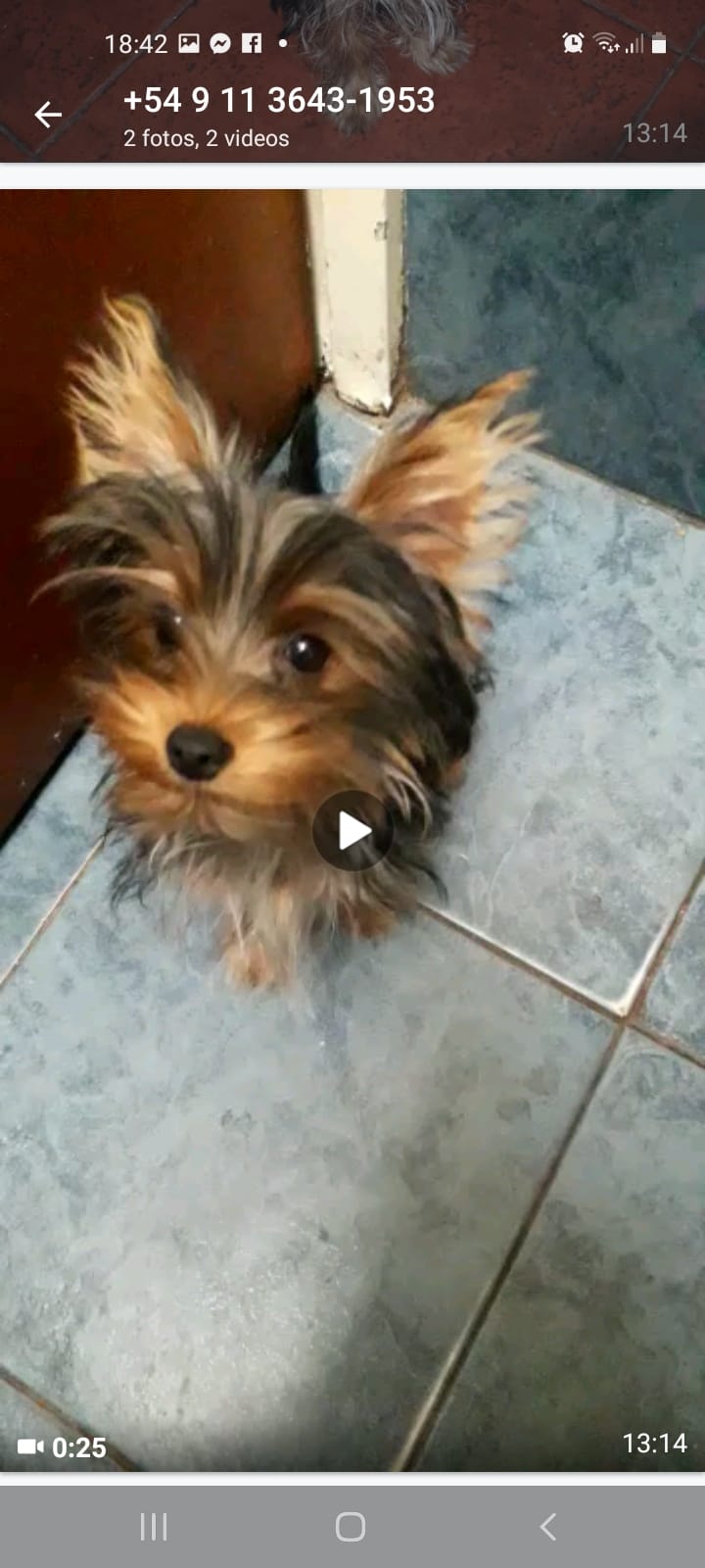 Un perro pequeño está sentado en un suelo de baldosas y mira a la cámara.