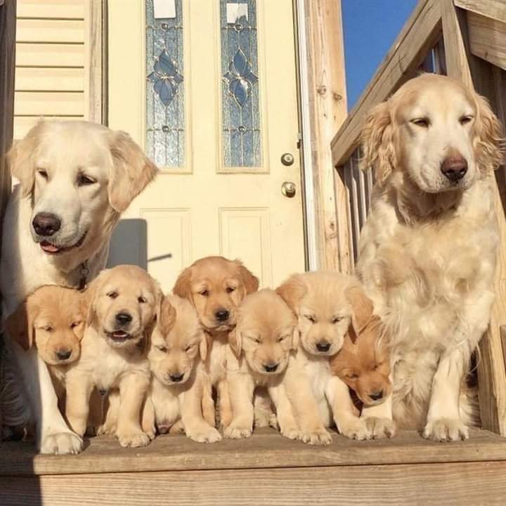 Dos perros y sus cachorros están parados en los escalones de una casa.