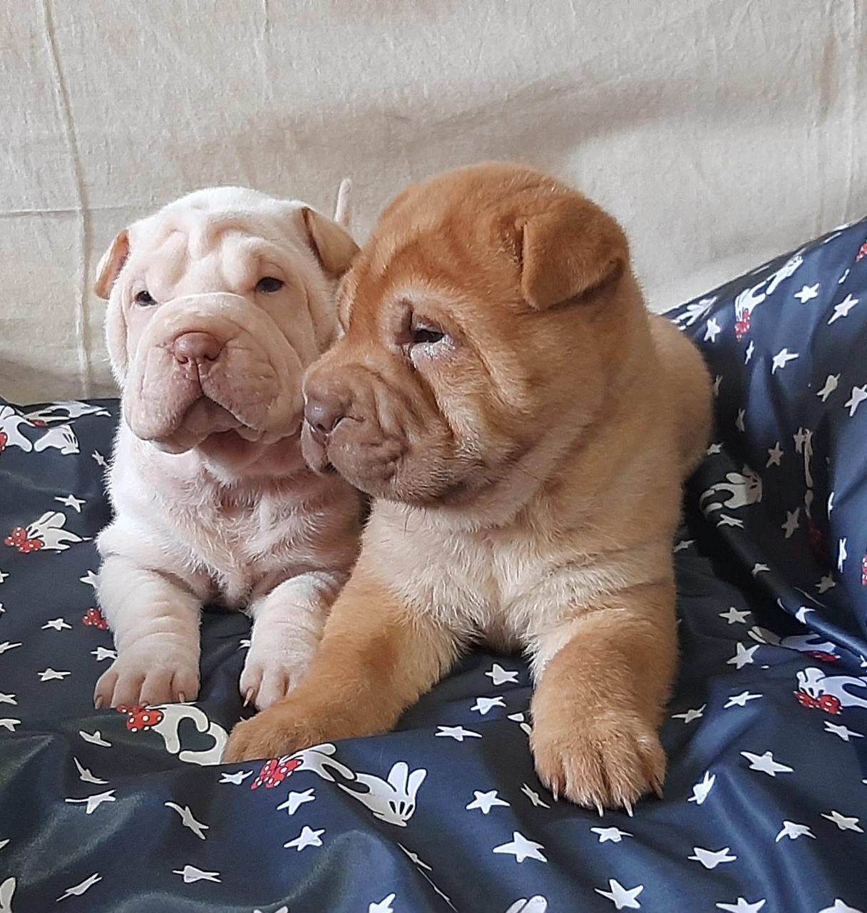 Dos cachorros de Shar Pei están acostados uno al lado del otro en una cama.