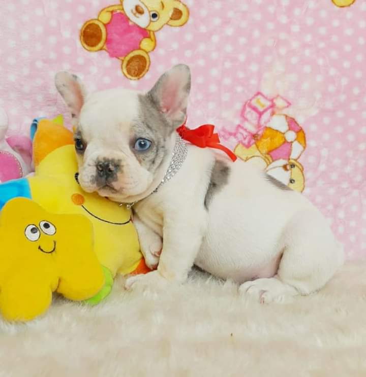 Un cachorro de bulldog francés está sentado junto a un animal de peluche.