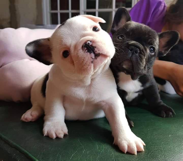 Dos cachorros están sentados uno al lado del otro en un sofá.