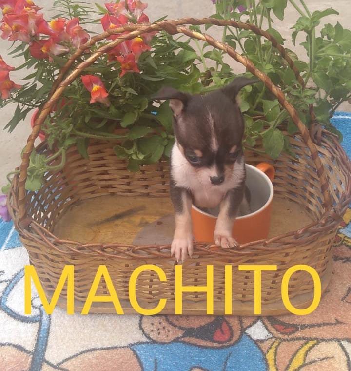 Un cachorro chihuahua está sentado en una taza naranja en una canasta que dice machito