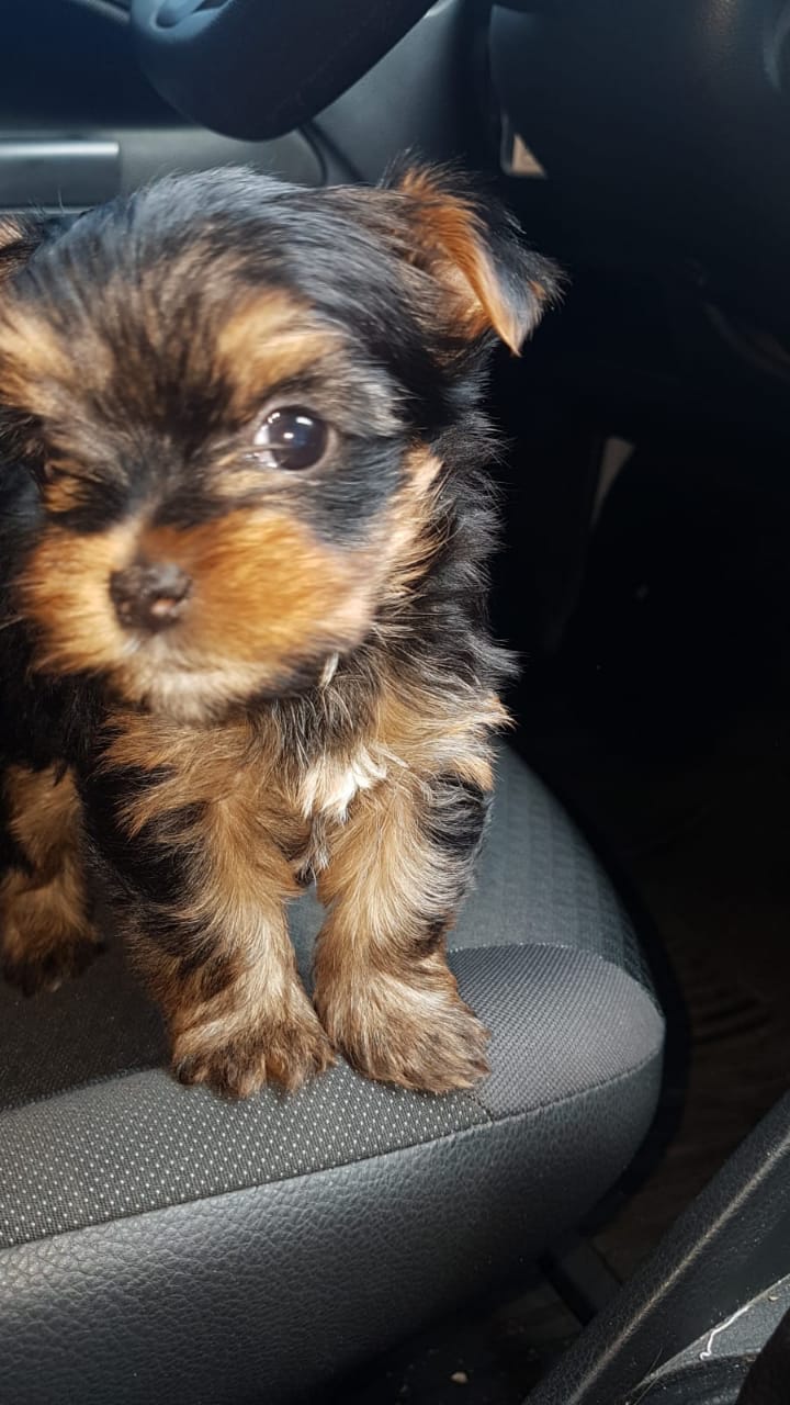 Un pequeño cachorro está sentado en el asiento trasero de un coche.