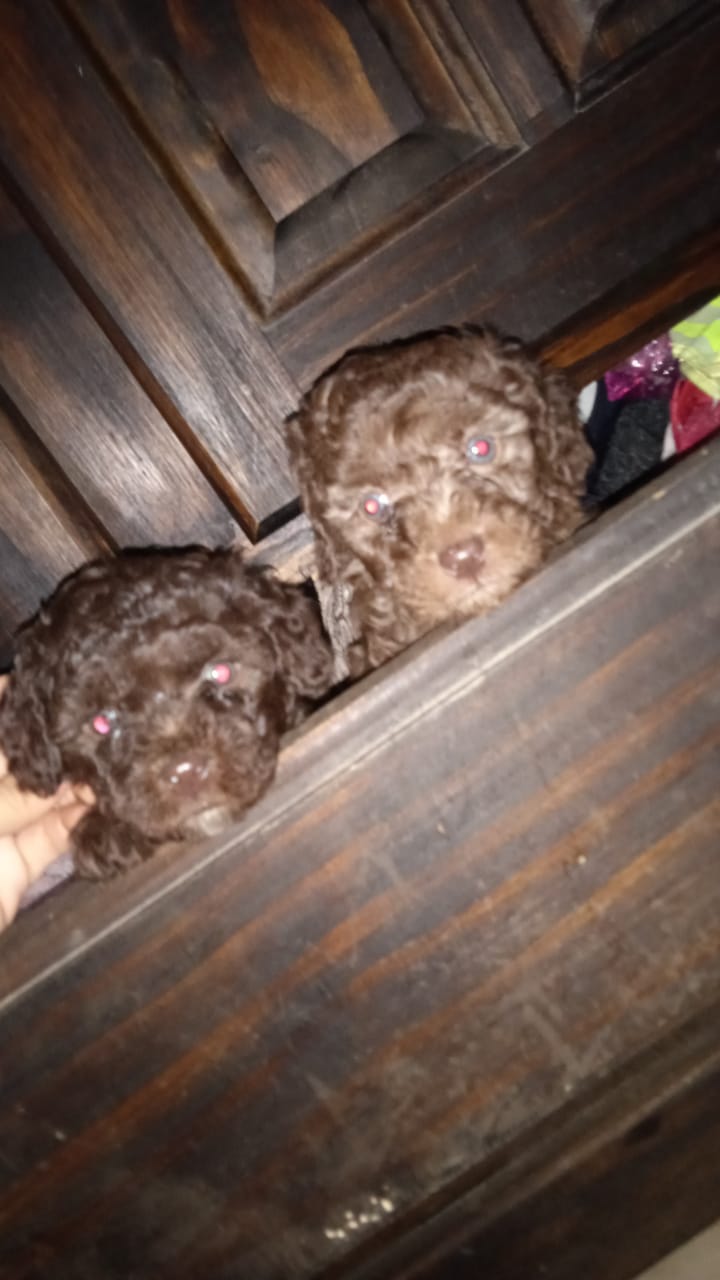 Dos cachorros marrones se asoman por una puerta de madera.