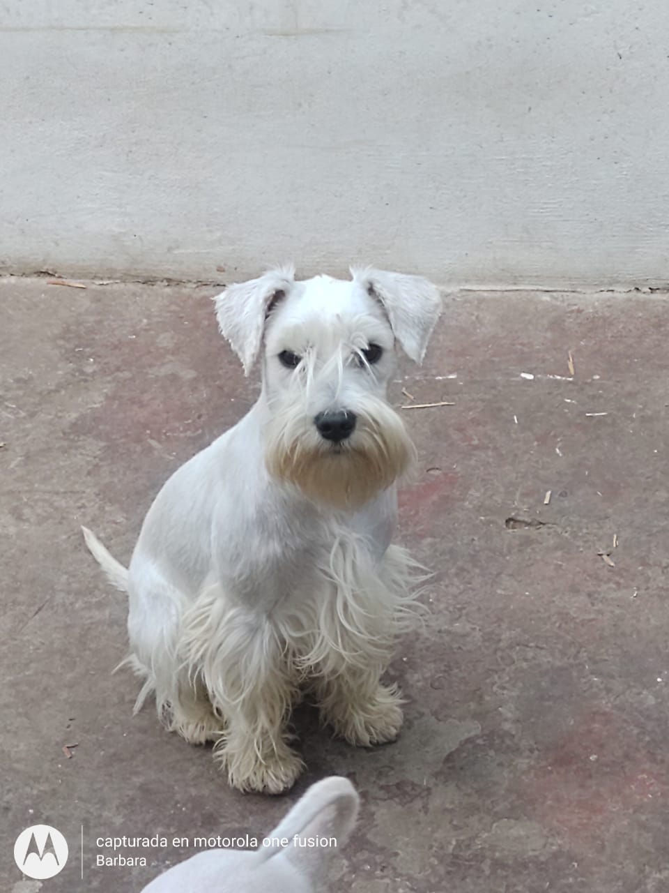 Un pequeño perro schnauzer blanco está sentado en el suelo mirando a la cámara.