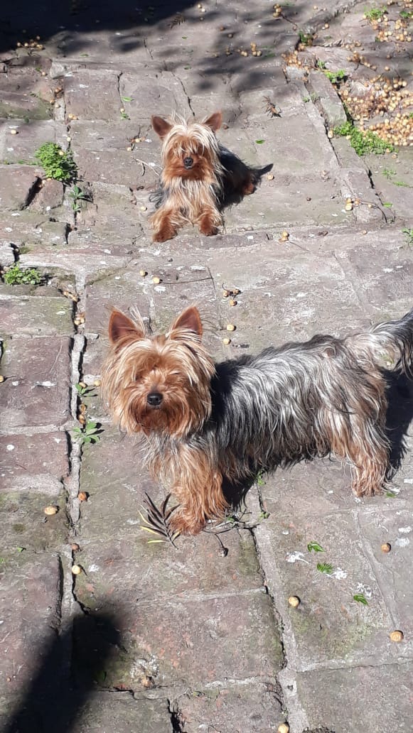 Tres perros pequeños están parados en una acera.