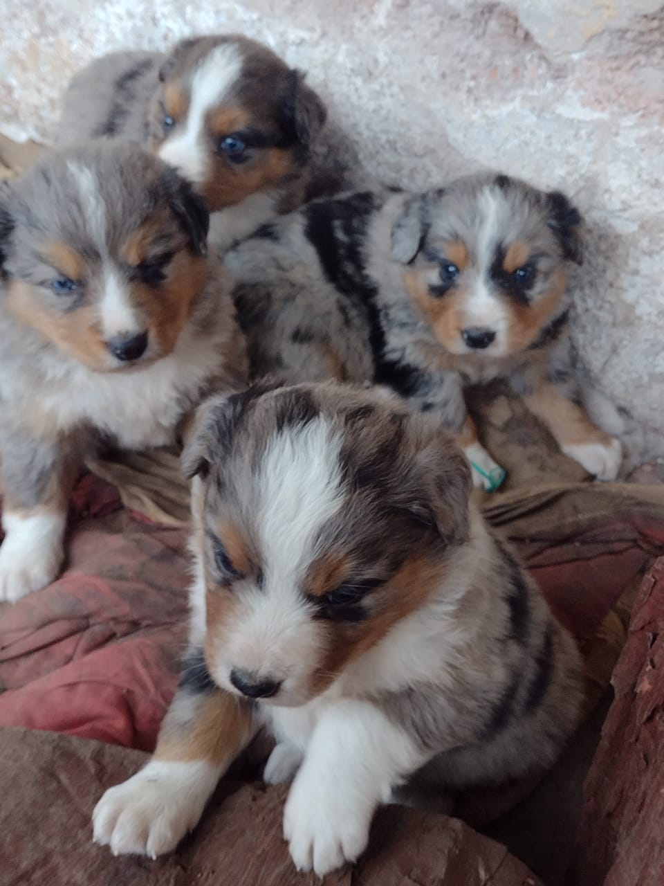 Un grupo de cachorros está sentado en un sofá mirando a la cámara.