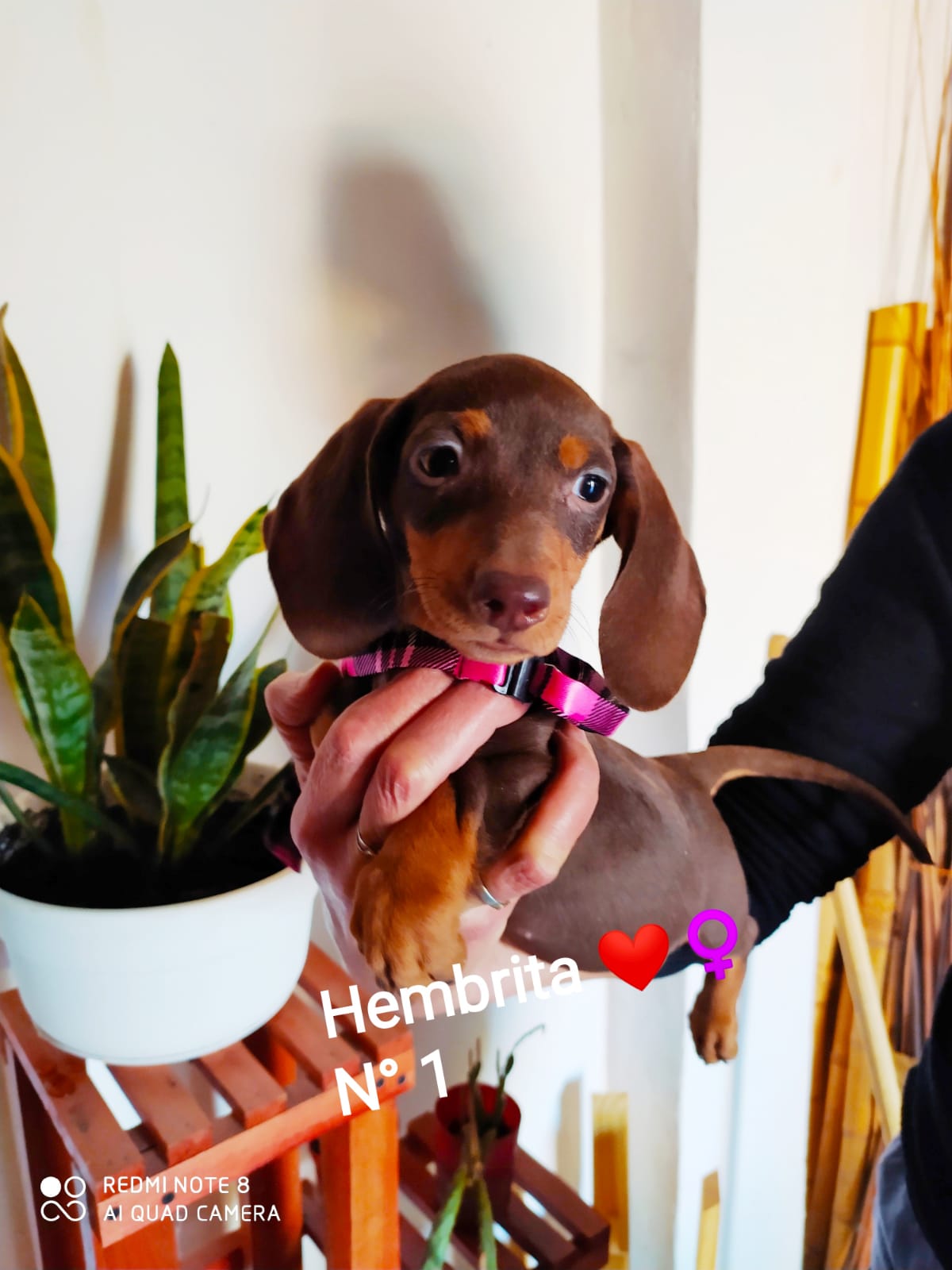 Una persona sostiene un cachorro marrón con el nombre Hembrite en él.