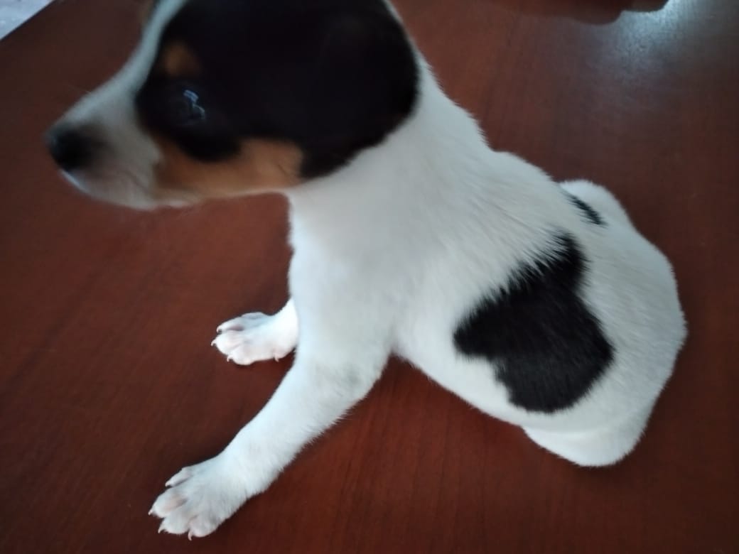 Un cachorro blanco y negro está sentado en una mesa de madera.