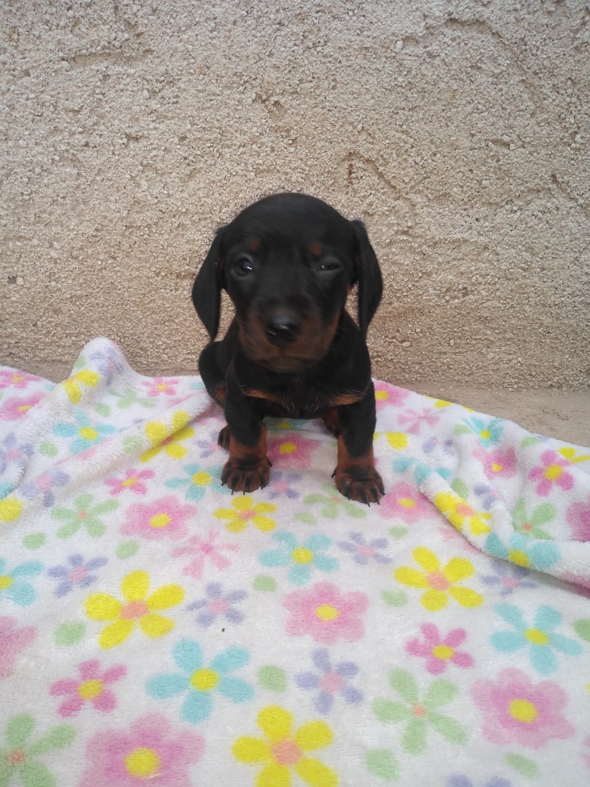Un pequeño cachorro negro y marrón está sentado sobre una manta colorida.