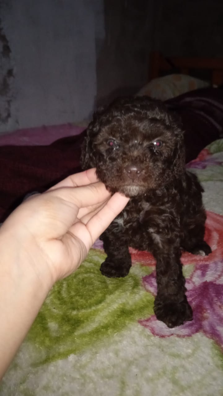 Una persona sostiene un pequeño cachorro marrón en una cama.