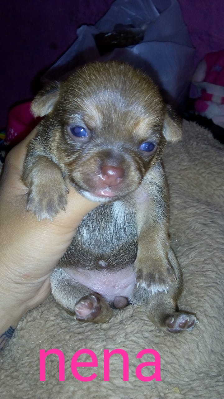 Una persona sostiene un pequeño cachorro marrón en su mano.