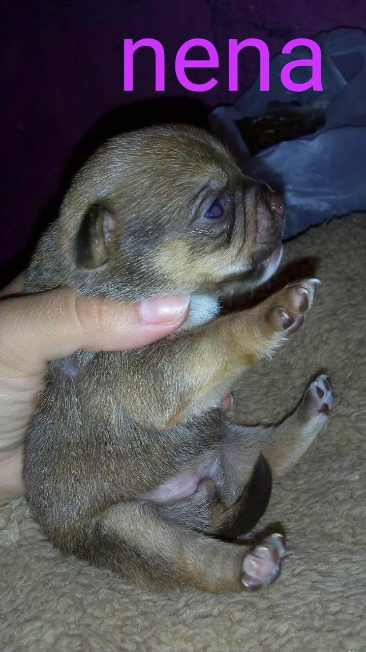 Una persona sostiene un pequeño cachorro chihuahua marrón.