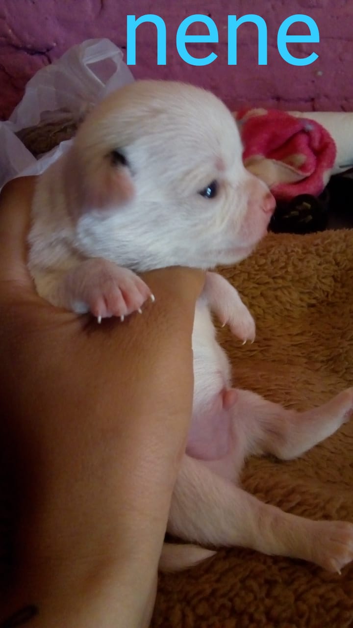 Una persona sostiene un pequeño cachorro blanco en sus brazos.