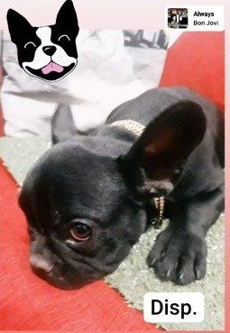 Un cachorro de bulldog francés negro acostado en un sofá rojo