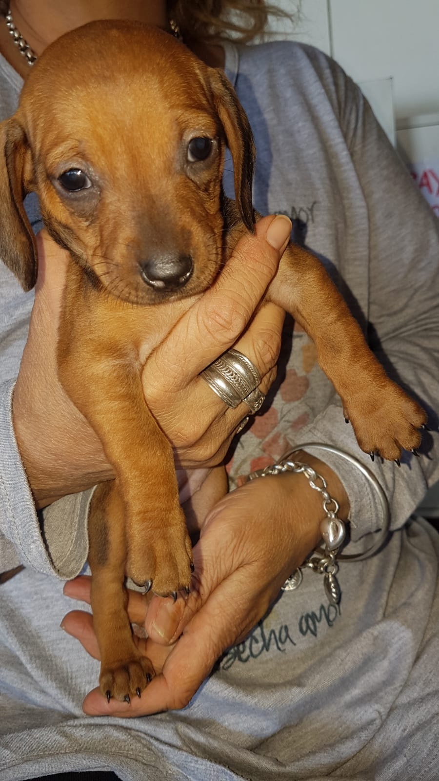 Una mujer sostiene un cachorro marrón en sus manos.