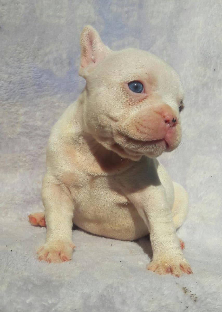 Un cachorro blanco con ojos azules está sentado sobre una manta.