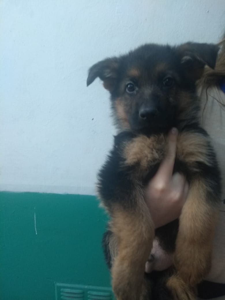 Una persona sostiene un cachorro de pastor alemán en sus manos.