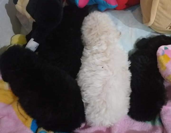 Un grupo de cachorros blancos y negros están acostados sobre una manta.