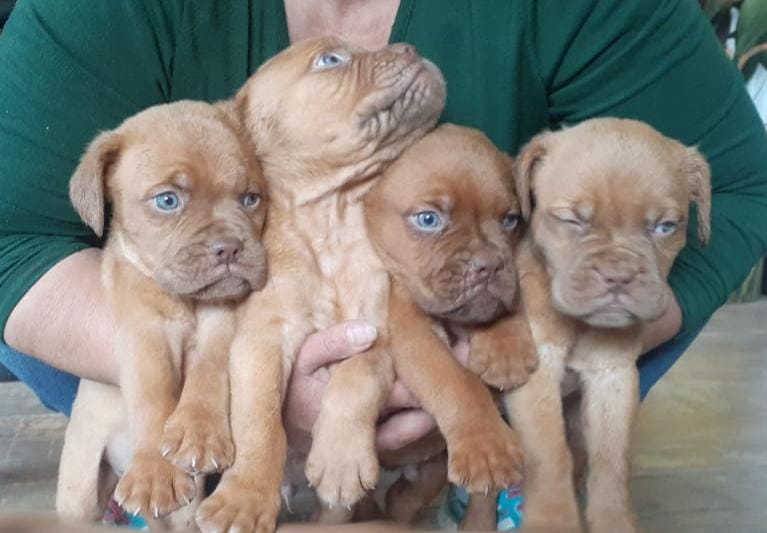 Una mujer sostiene cuatro cachorros marrones en sus brazos.