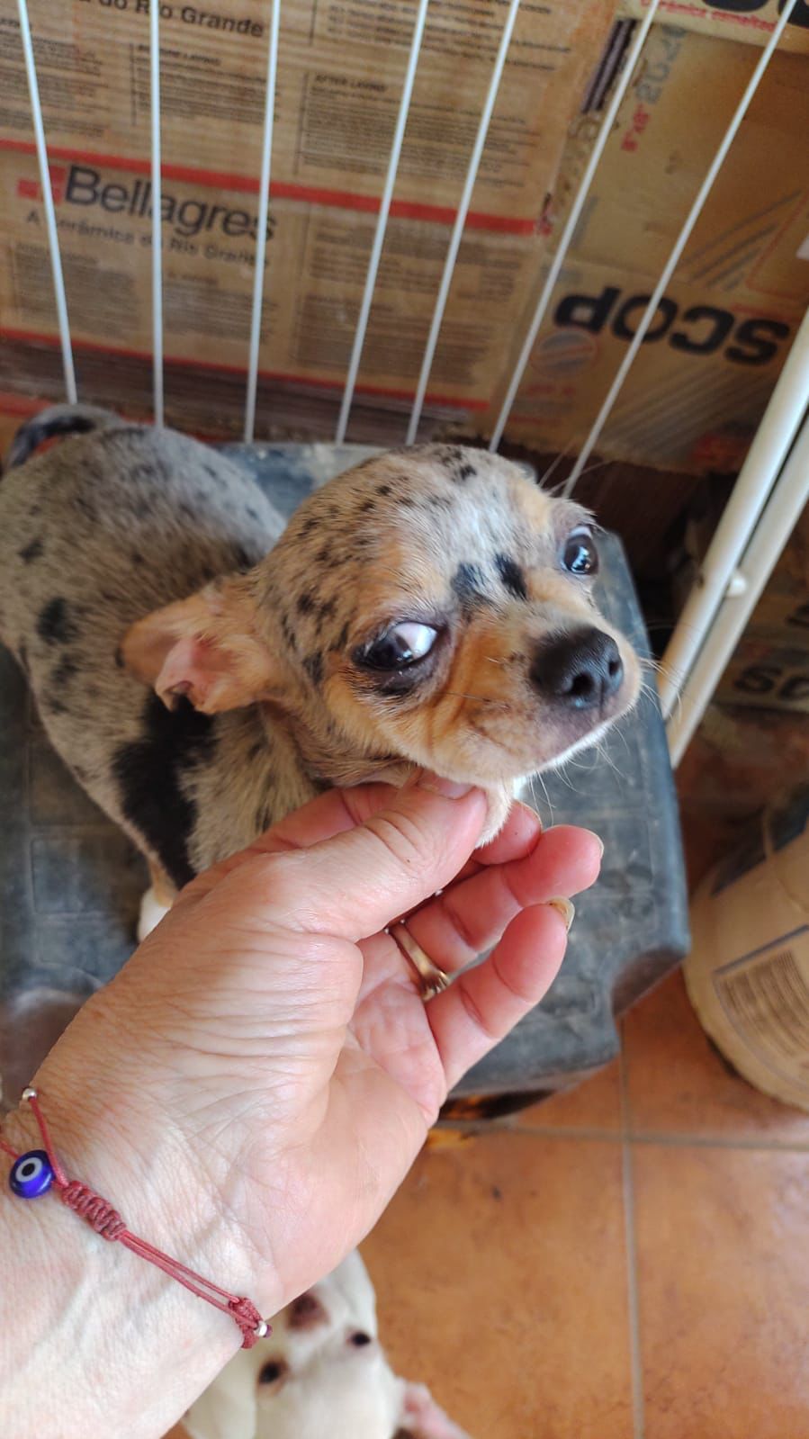 Una persona sostiene un perro pequeño en su mano.