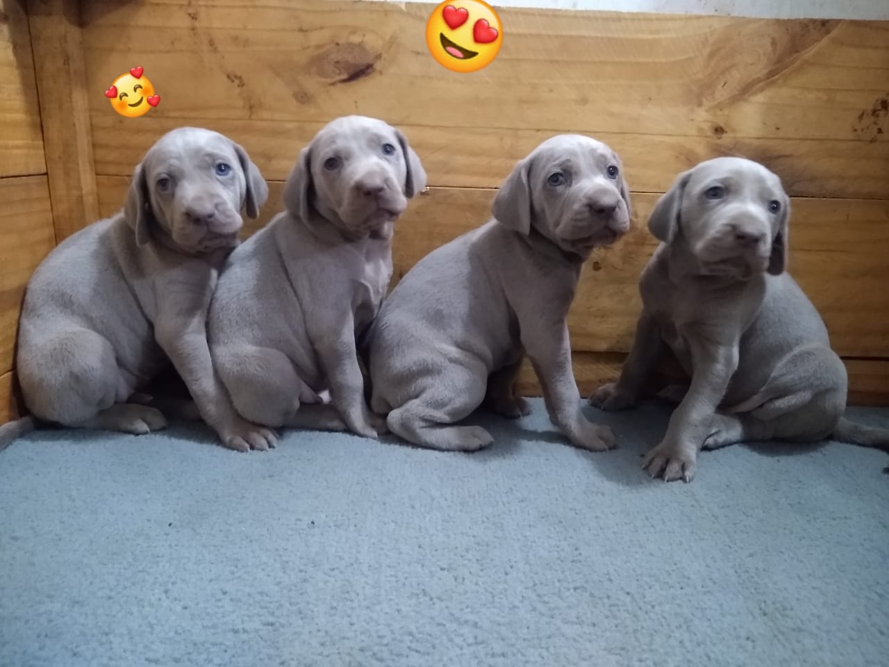 Cuatro cachorros grises están sentados uno al lado del otro en una caja de madera.