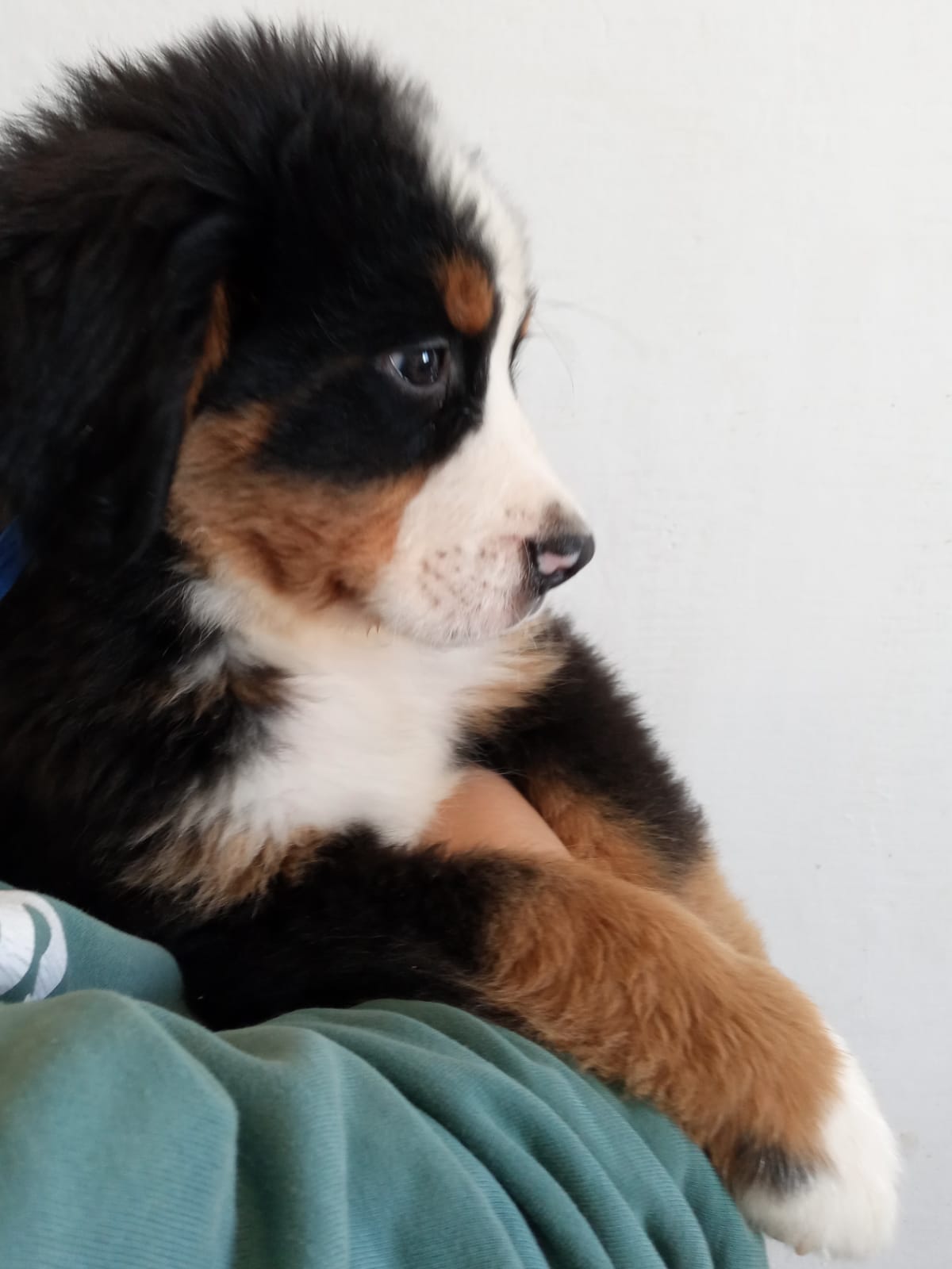 Un cachorro marrón, blanco y negro está acostado en el regazo de alguien.