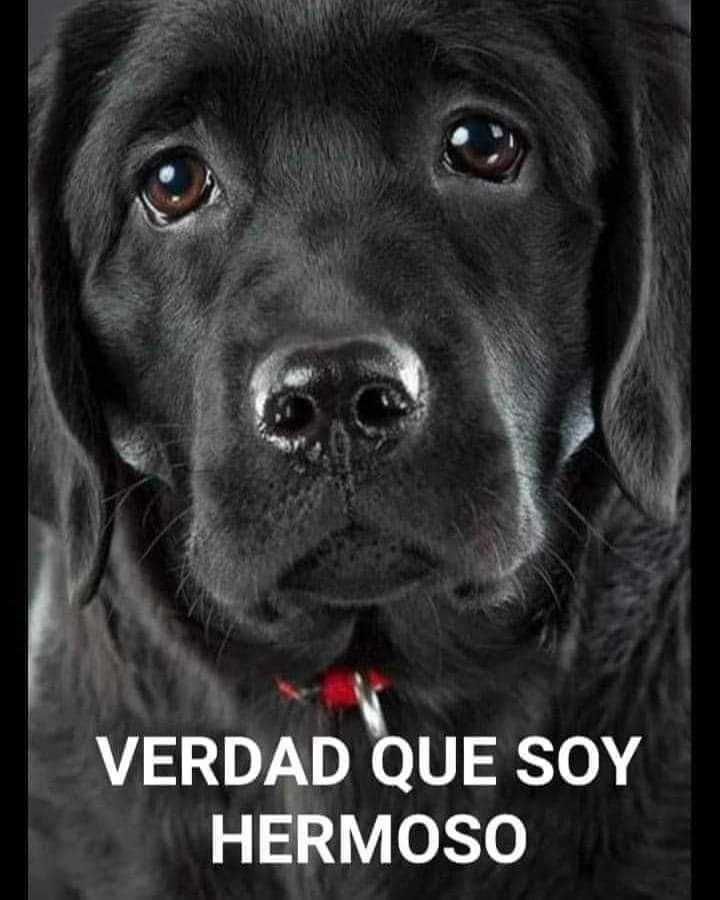 Un perro negro con las palabras verdad que soy hermoso encima.