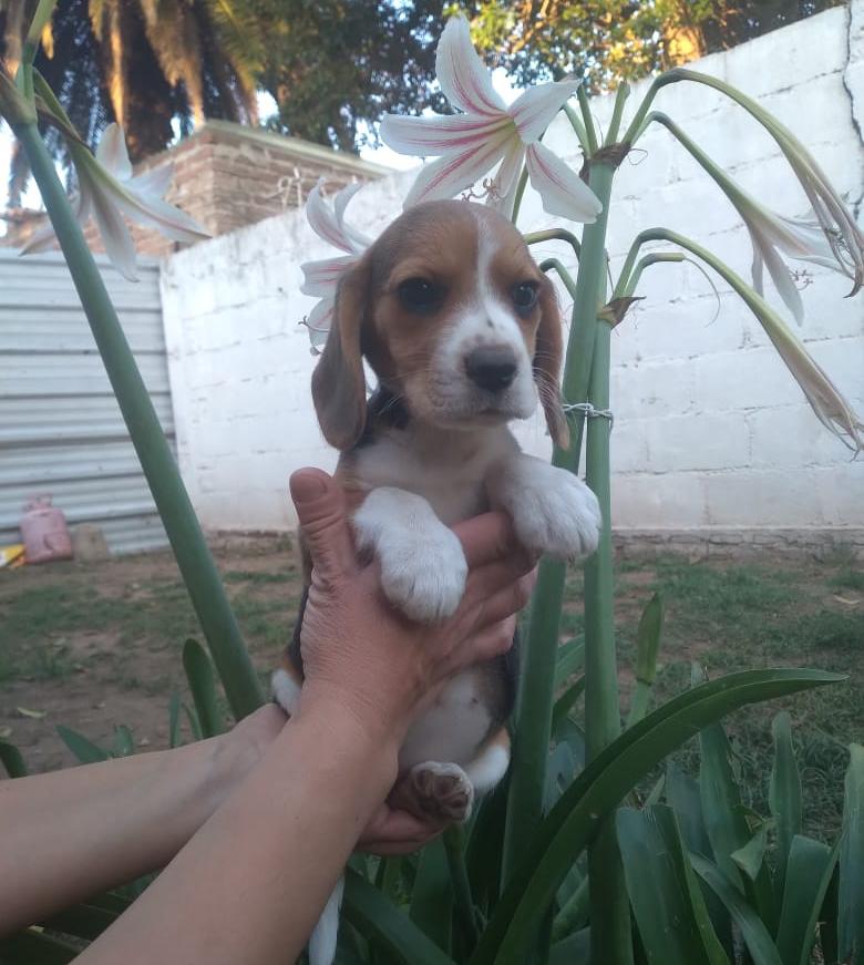 Una persona sostiene un cachorro beagle frente a unas flores.