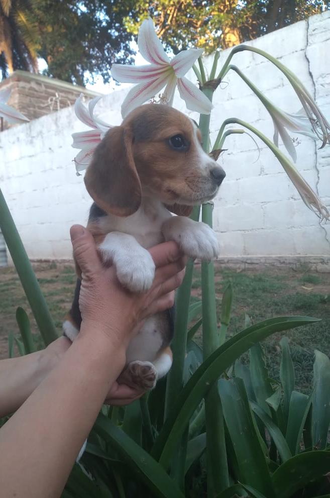 Una persona sostiene un cachorro beagle delante de una flor.