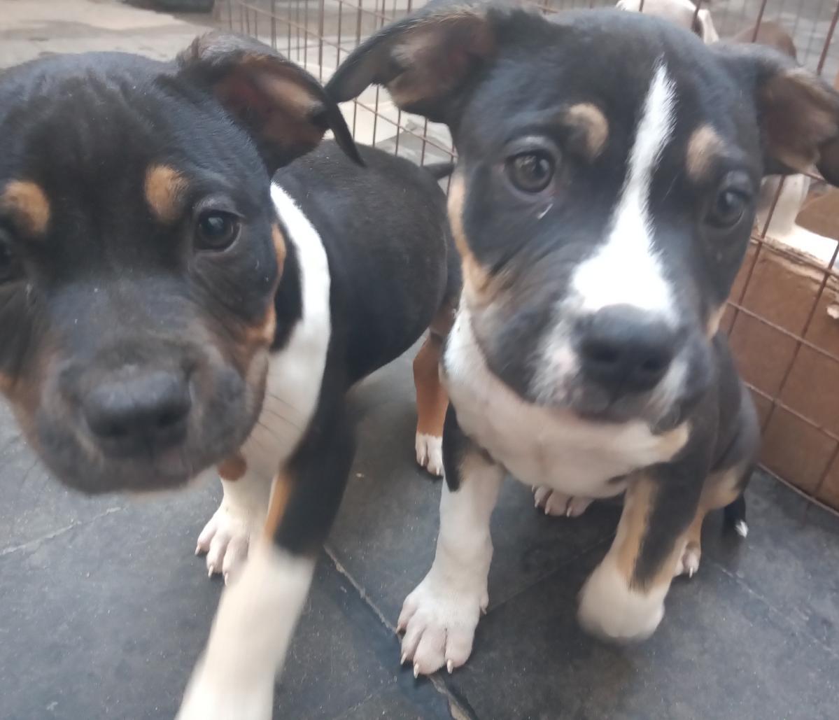 Dos cachorros están parados uno al lado del otro y miran a la cámara.