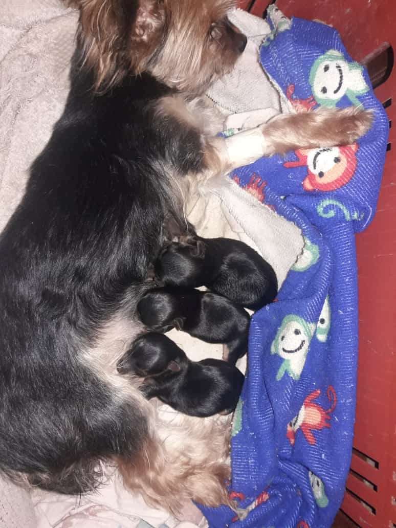 Un perro está acostado sobre una manta con una cara sonriente en ella.