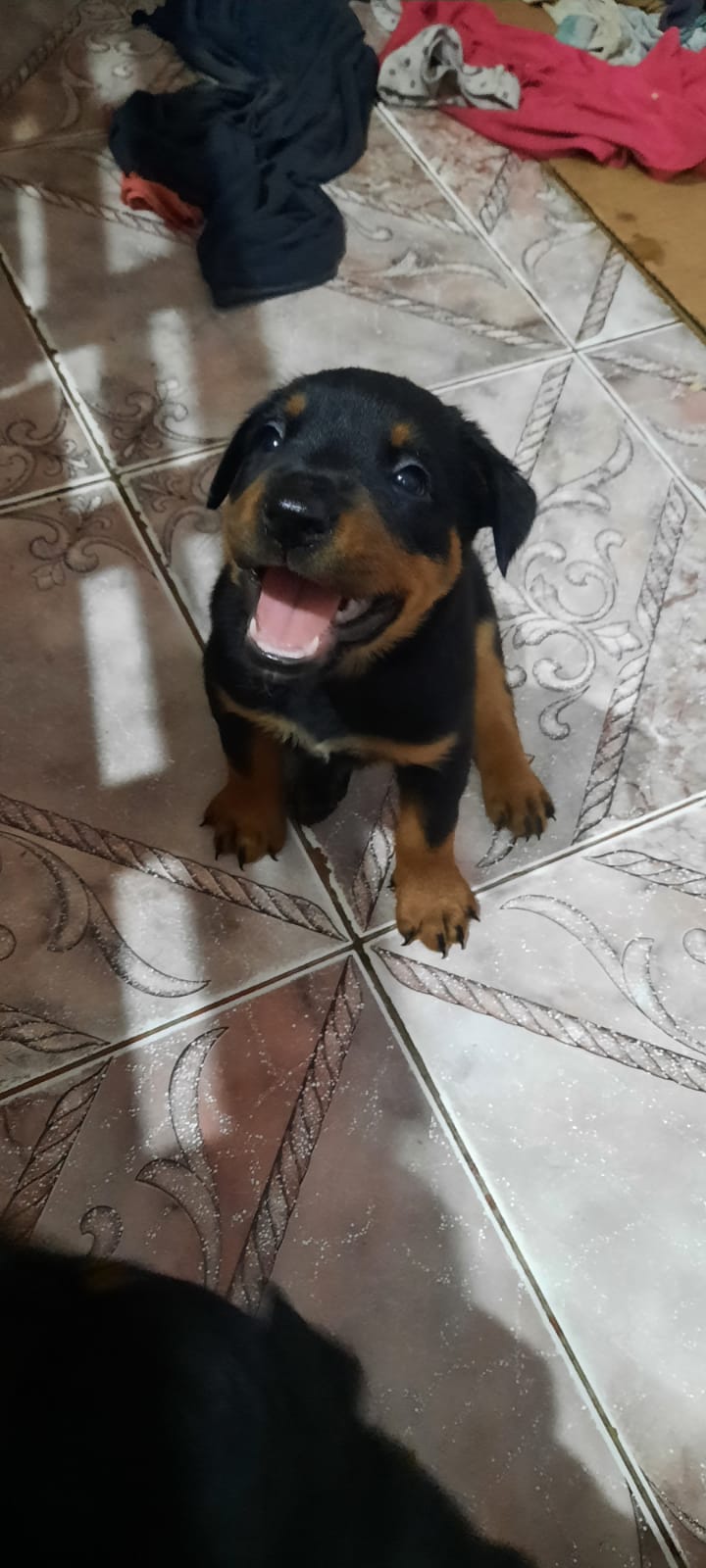 Un pequeño cachorro negro y marrón está sentado en un suelo de baldosas.