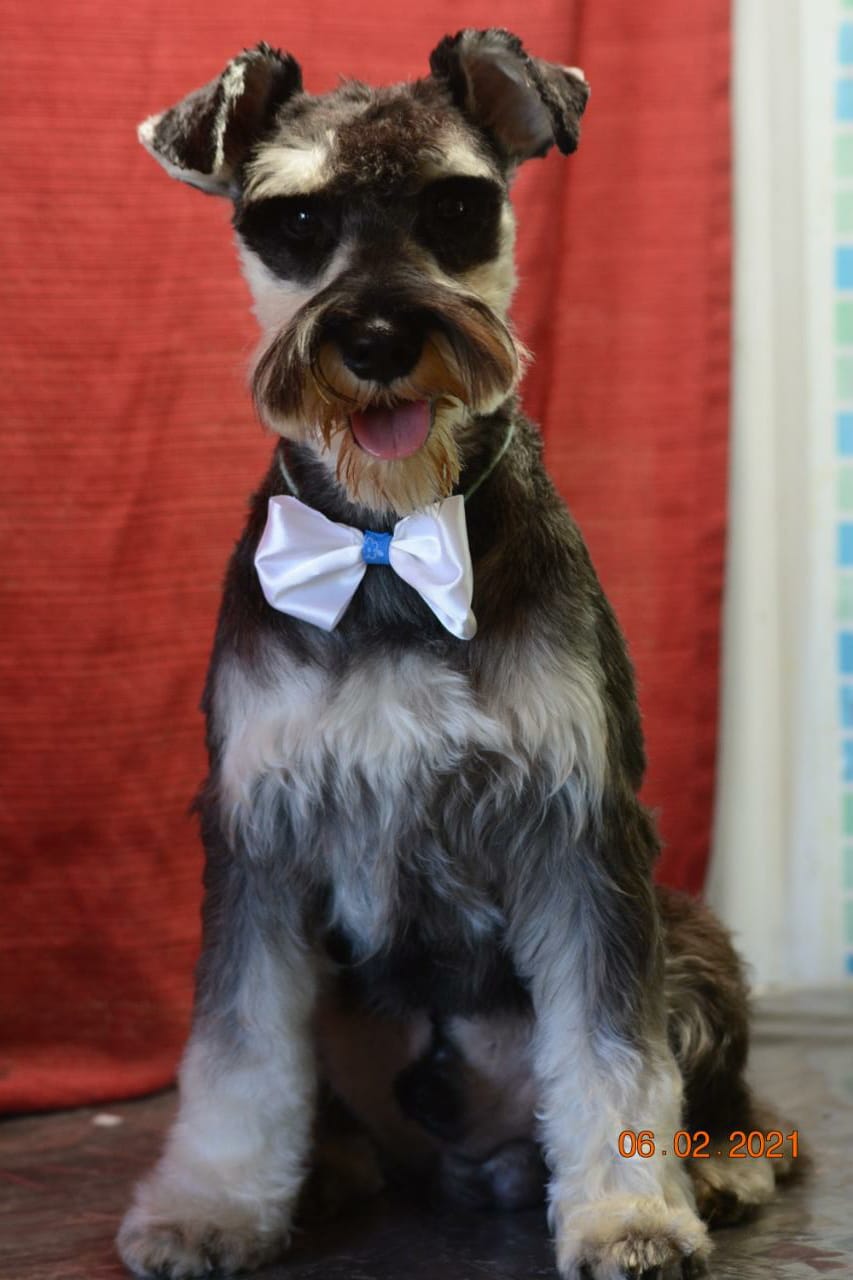 Un schnauzer con pajarita está sentado delante de una cortina roja.