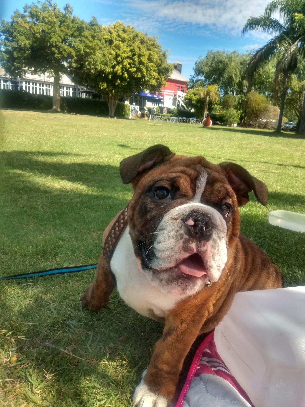 Un perro marrón y blanco está acostado en el césped de un parque.