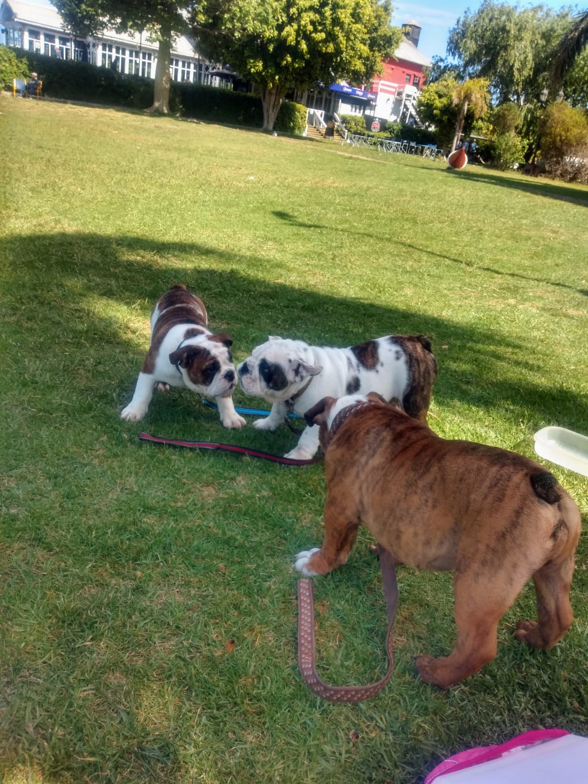 Tres cachorros están jugando en el césped de un parque.