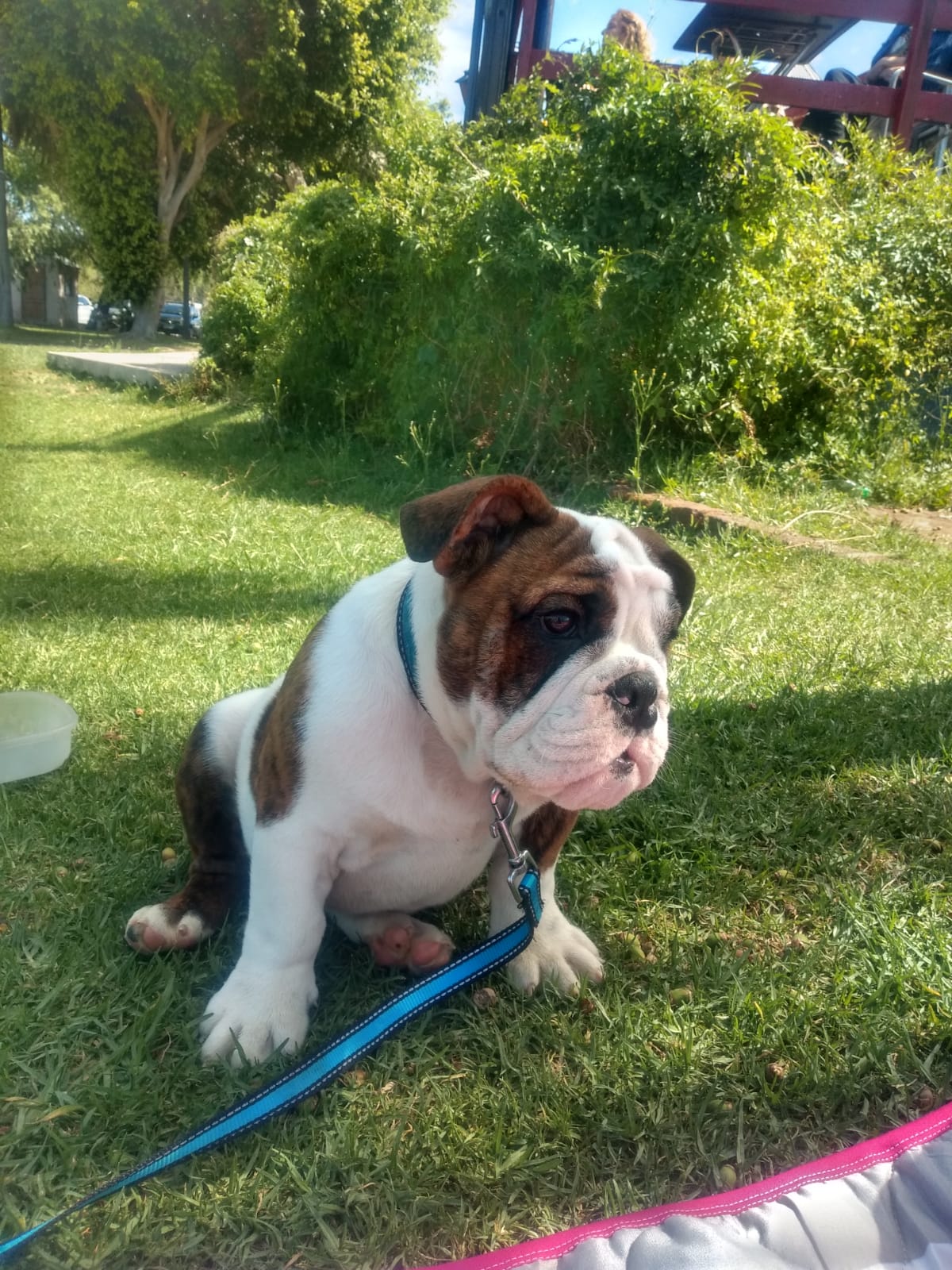 Un cachorro de bulldog marrón y blanco está sentado en el césped con una correa.