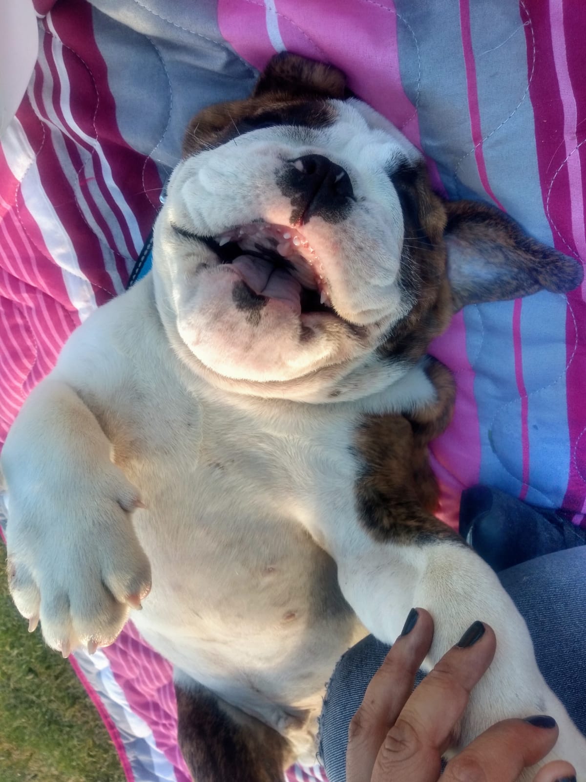 Un perro está acostado boca arriba con la boca abierta.