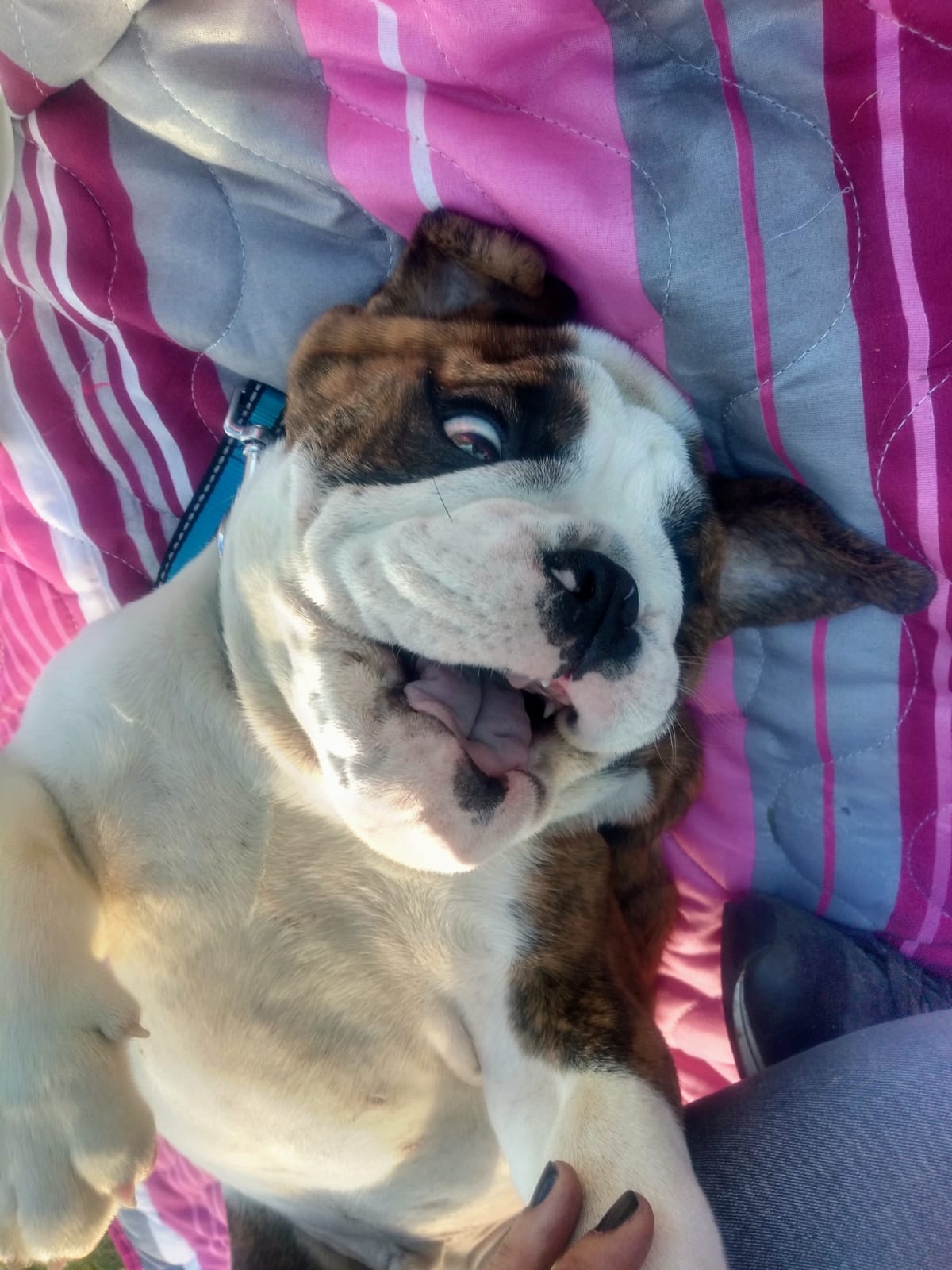 Un perro marrón y blanco está acostado sobre una manta rosa.