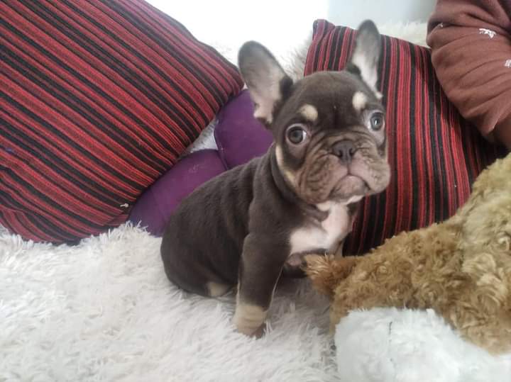 Un cachorro de bulldog francés está sentado en un sofá junto a un animal de peluche.