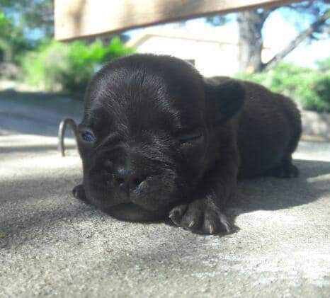 Un pequeño cachorro negro está durmiendo en el suelo.