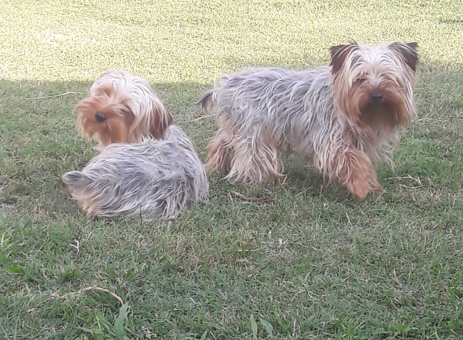 Dos perros pequeños están parados uno al lado del otro en la hierba.