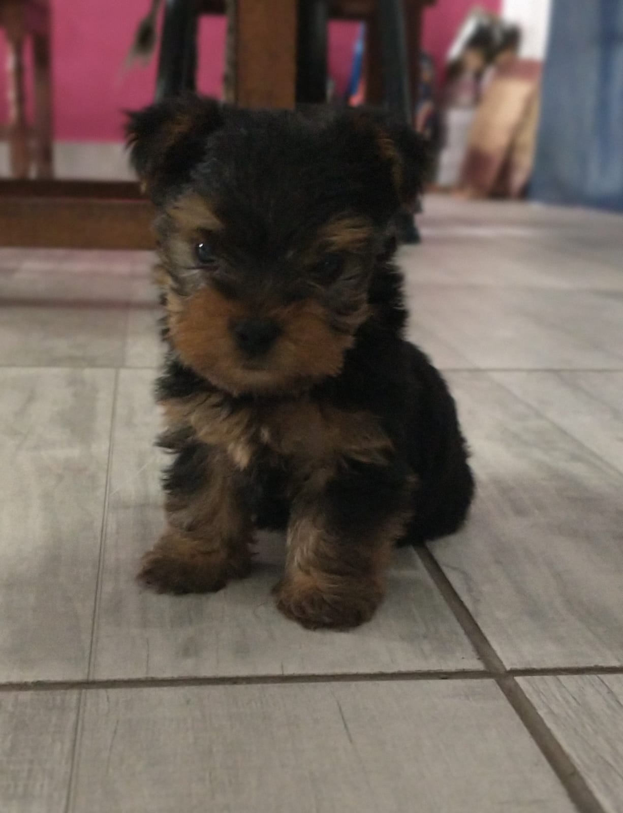 Un pequeño cachorro negro y marrón está sentado en un suelo de baldosas.