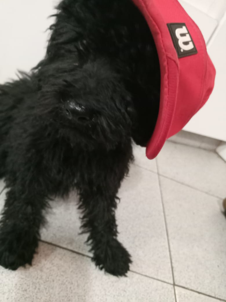 Un perro negro que lleva un sombrero rojo con la letra m.