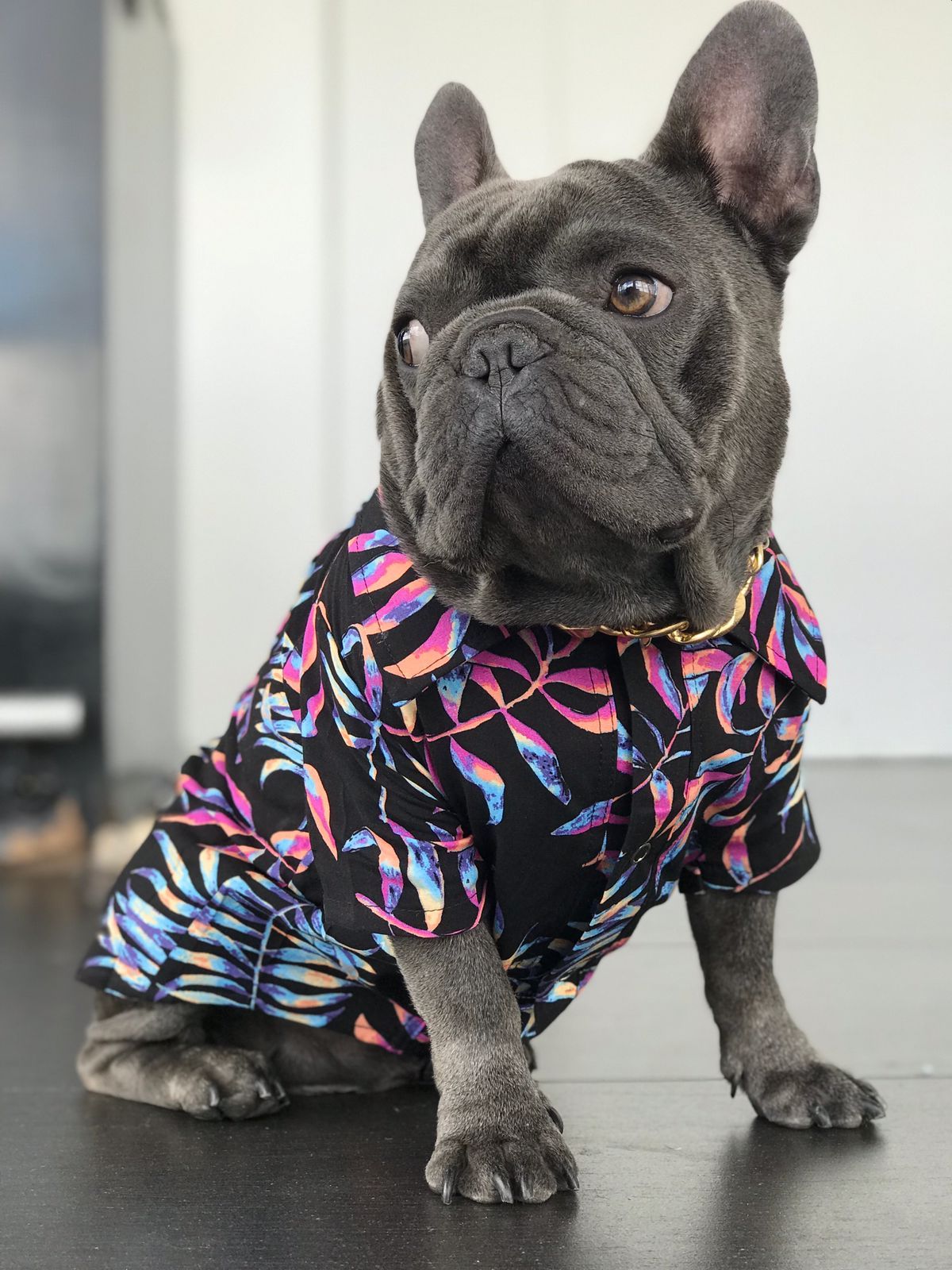 Un bulldog francés con una camisa hawaiana está sentado en una mesa.