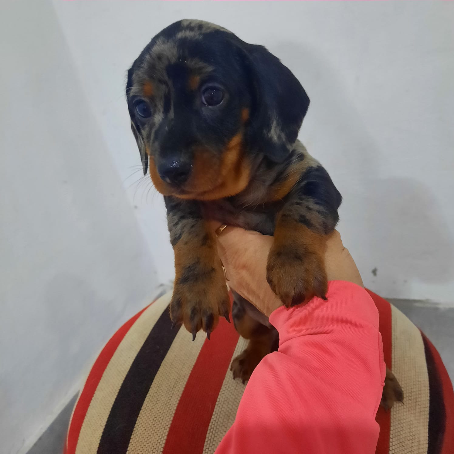 Una persona sostiene un cachorro sobre una almohada a rayas.