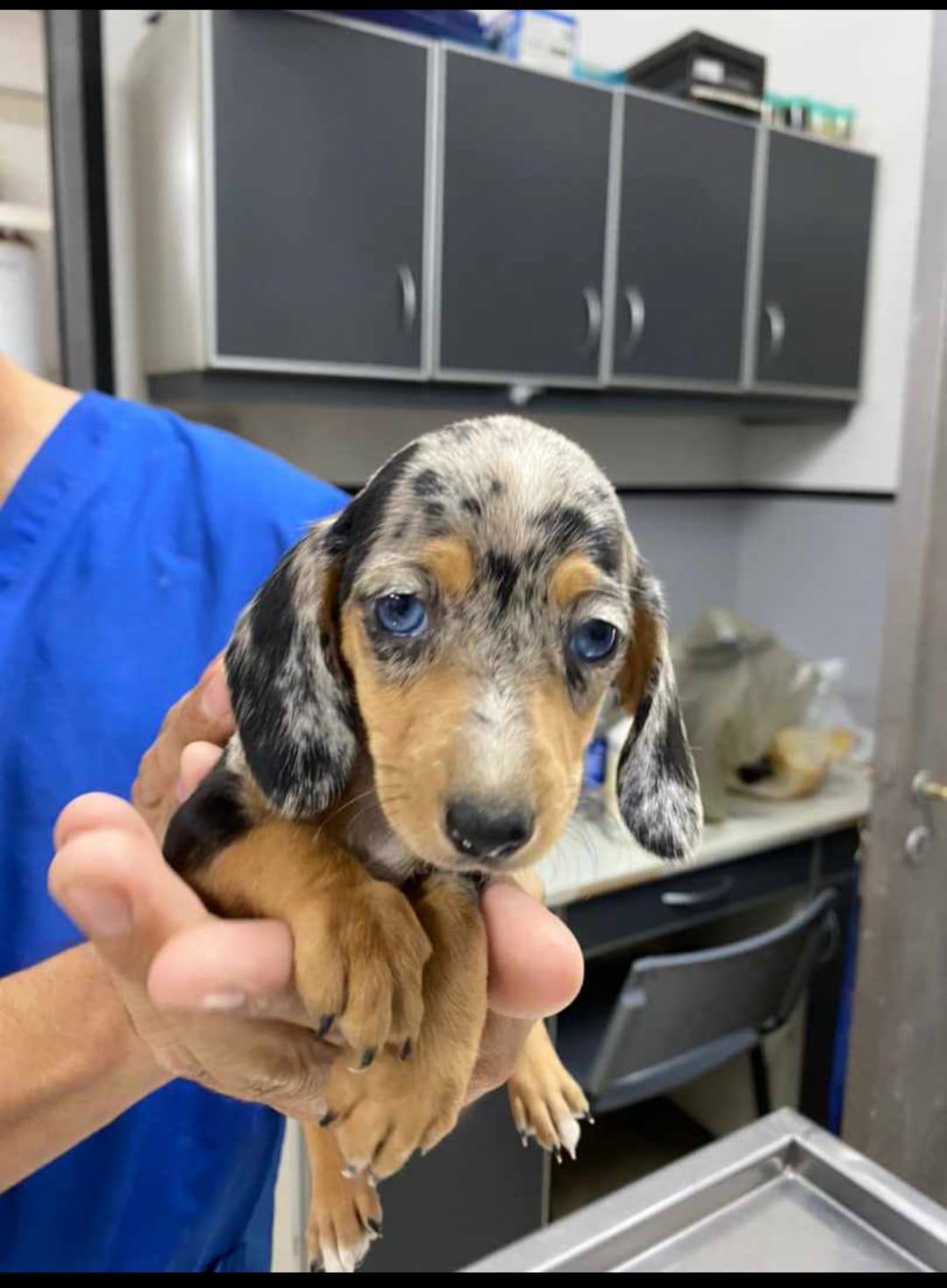 Una persona sostiene un pequeño cachorro de perro salchicha en sus manos.