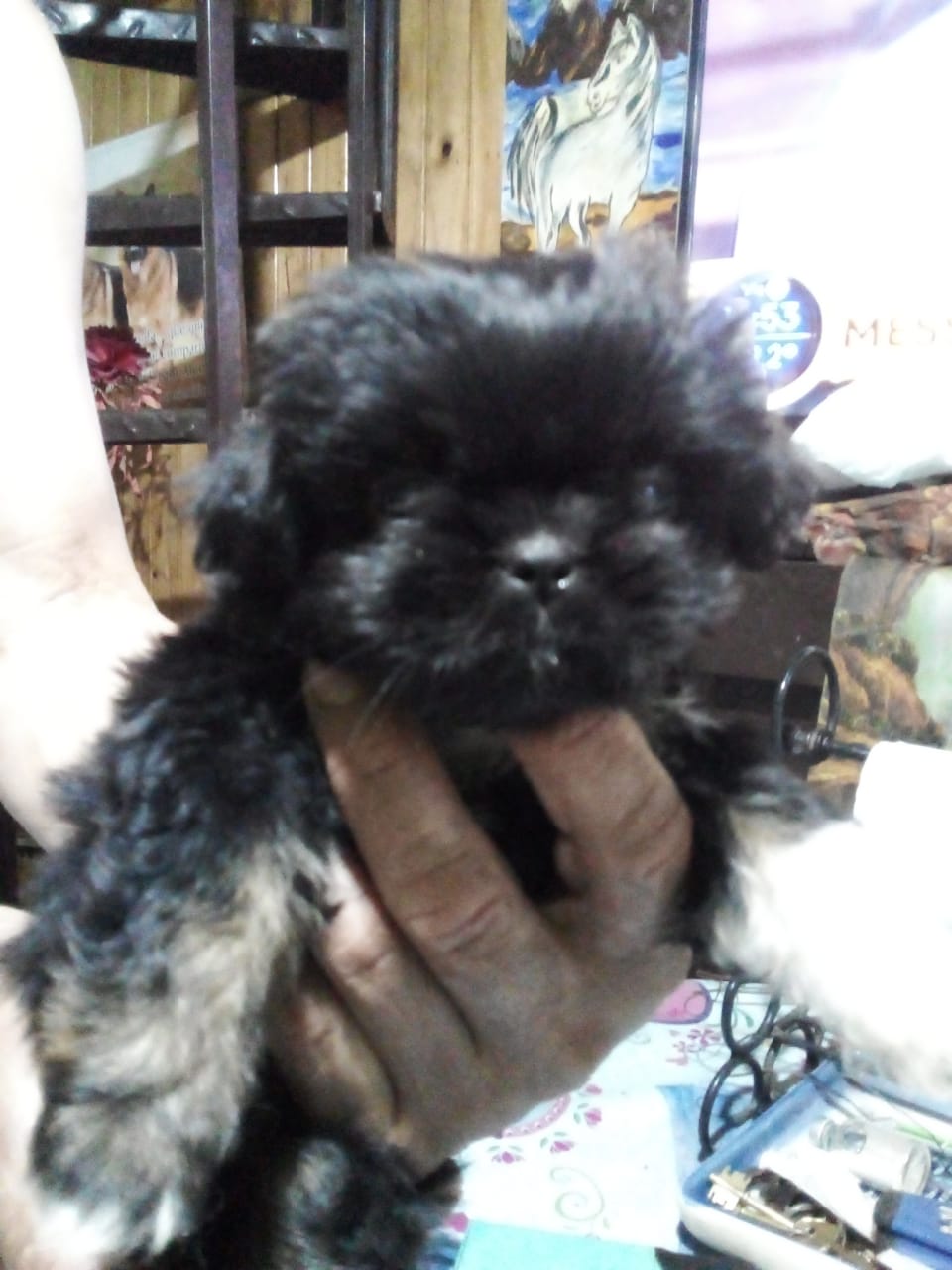 Una persona sostiene un pequeño perro negro en sus manos.