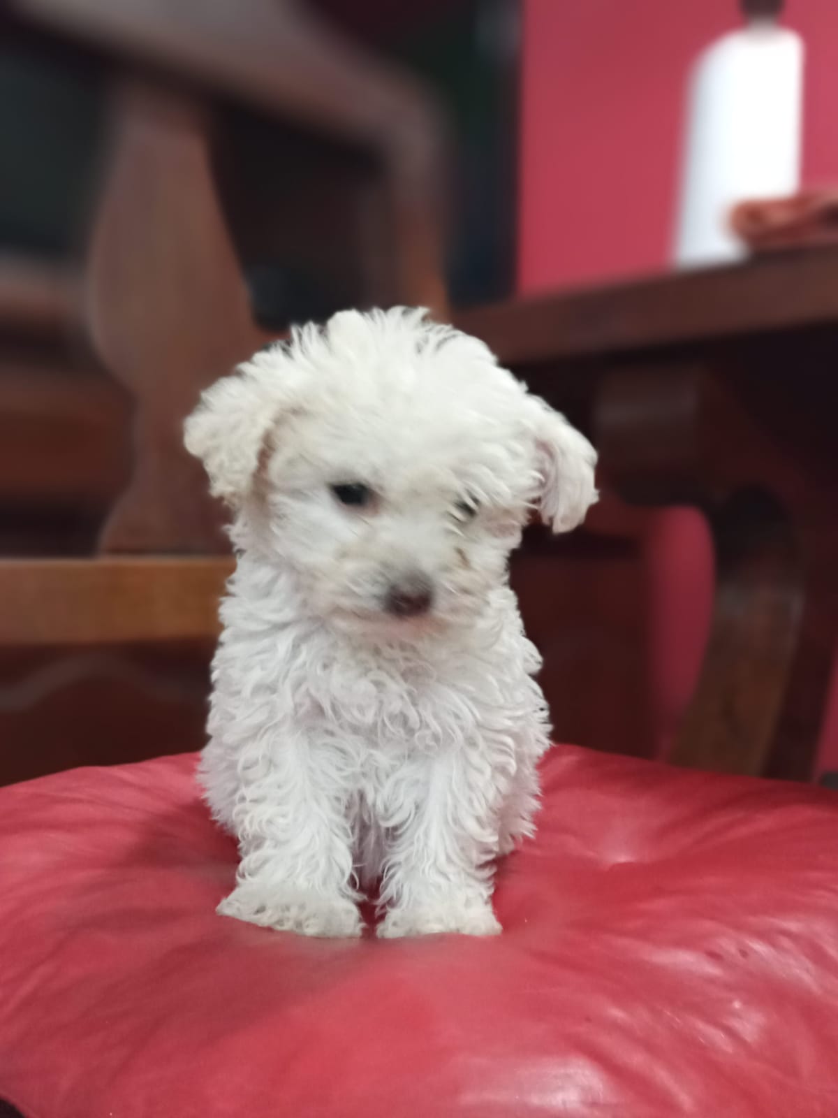 Un pequeño cachorro blanco está sentado sobre una almohada roja.